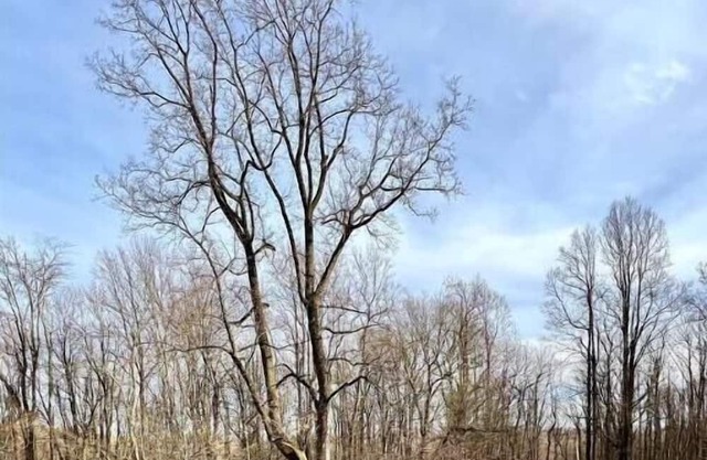 Deerwood Estates Red House