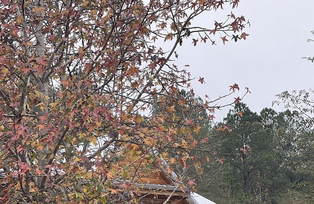 Rustic and Elegant log cabin nestled in the Conecuh National Forest.
