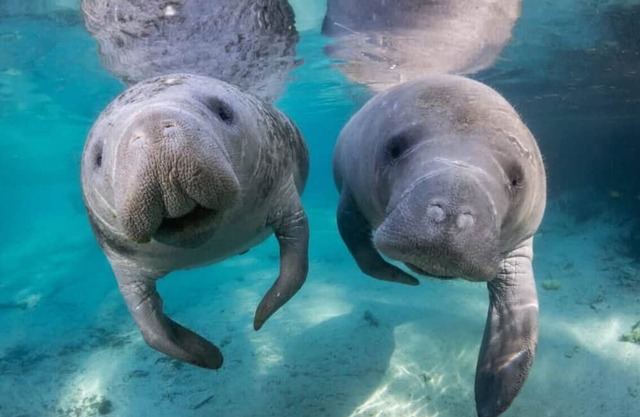 Tranquil 2-bedroom house in Crystal River with WiFi and AC