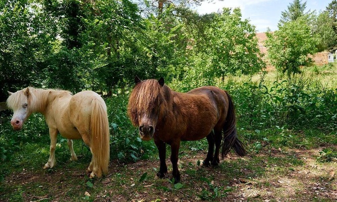 Les Eyzies Ski Chalet | Luxe Sanitary Xl 6 pers. Villatent at a family campsite in Dordogne.